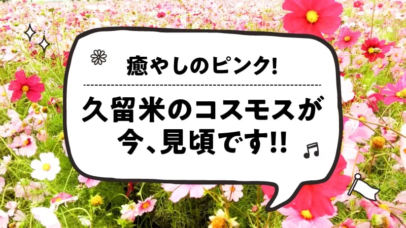 久留米の秋を彩る！見頃を迎えたコスモス畑へ出かけよう